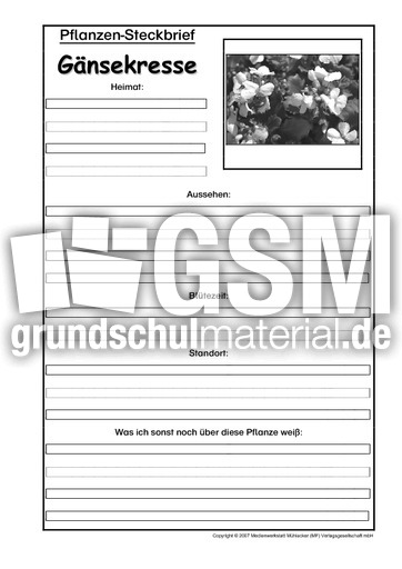 Pflanzensteckbrief-Gänsekresse-SW.pdf
